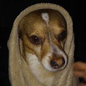 Meet your Posher, Geoffrey